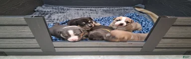 American Bully Puppy 2
