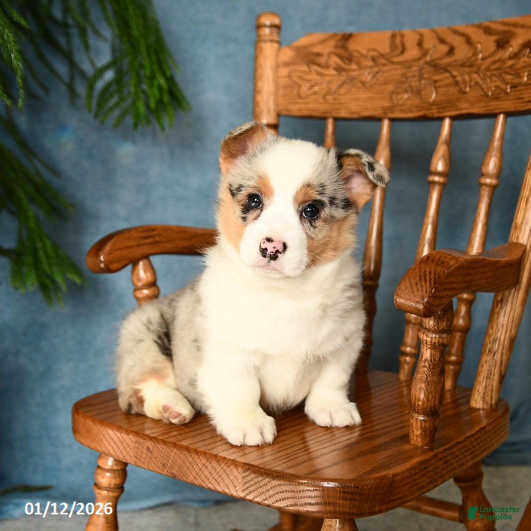 Welsh Corgi Pembroke dogs for sale: Jasmine - Ad 2