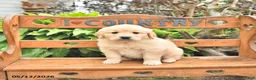 Golden Retriever dogs for sale: Denver - Ad 4