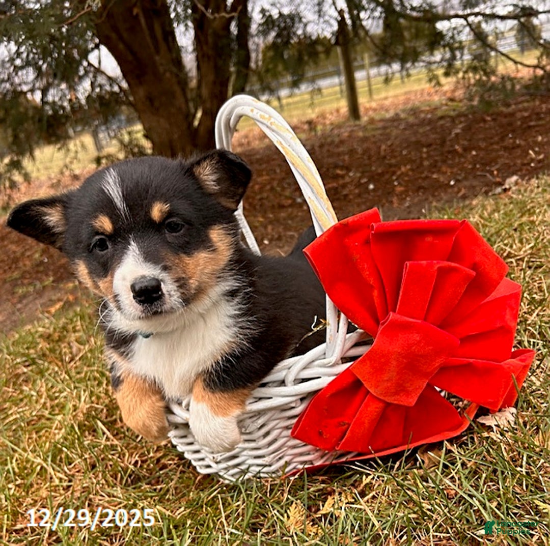 Welsh Corgi Pembroke dogs for sale: Charlie - Ad 3