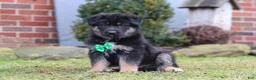 German Shepherd dogs for sale: Anthony - Ad 4