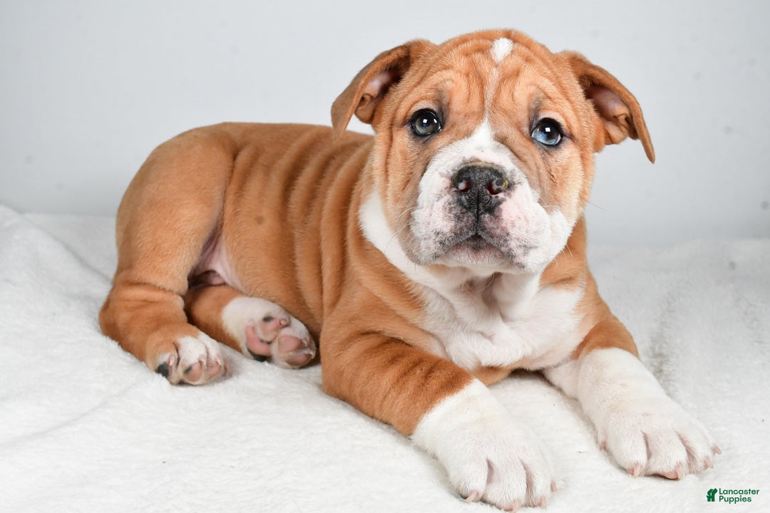 Beabull dogs for sale: Tanner - Ad 7