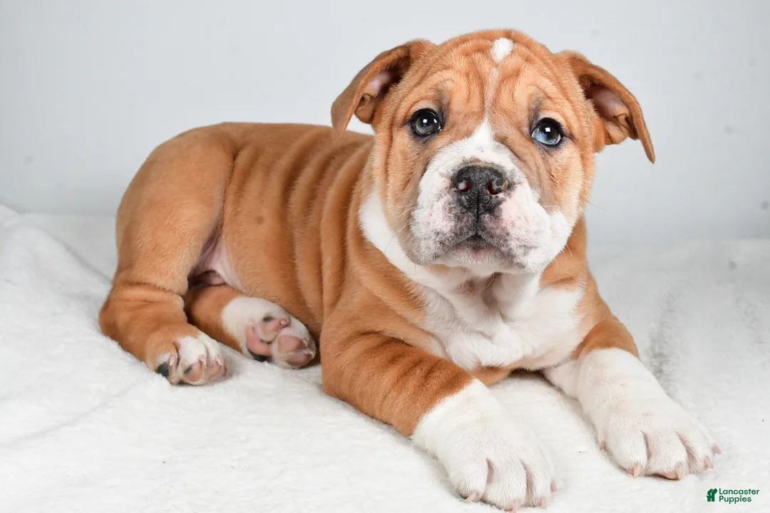 Beabull dogs for sale: Tanner - Ad 7