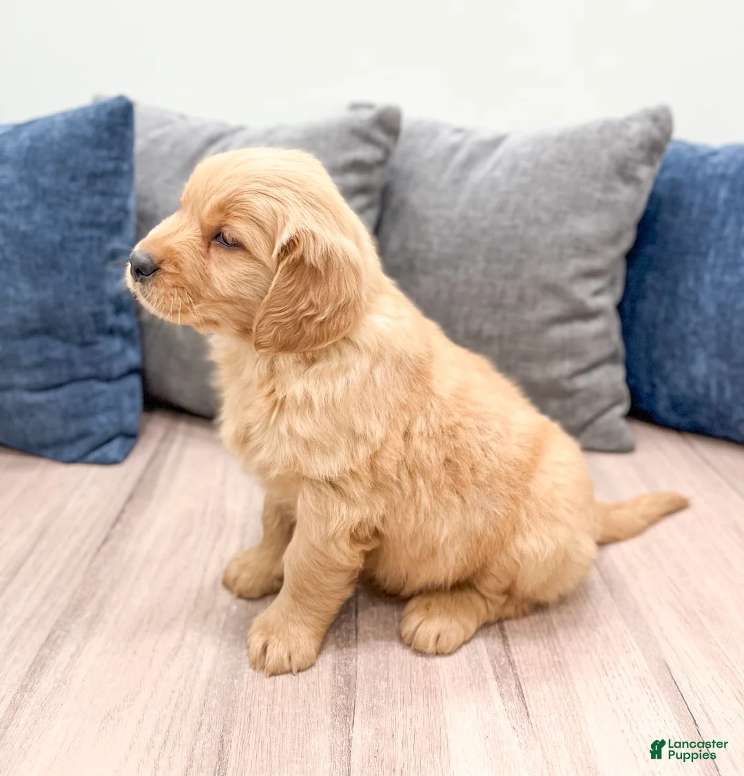 Golden Retriever dogs for sale: George - Ad 4