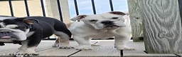 English Bulldog dogs for sale: Rover - Ad 10