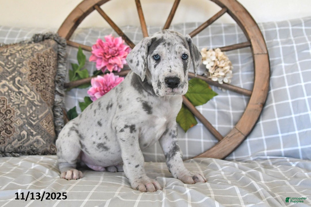 Great Dane dogs for sale: Super Man - Ad 2