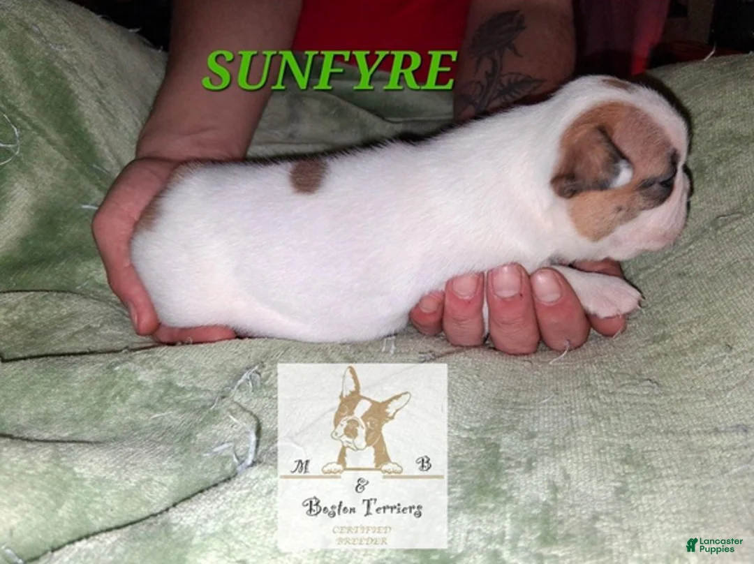 Boston Terrier dogs for sale: Sunfyre - Ad 5