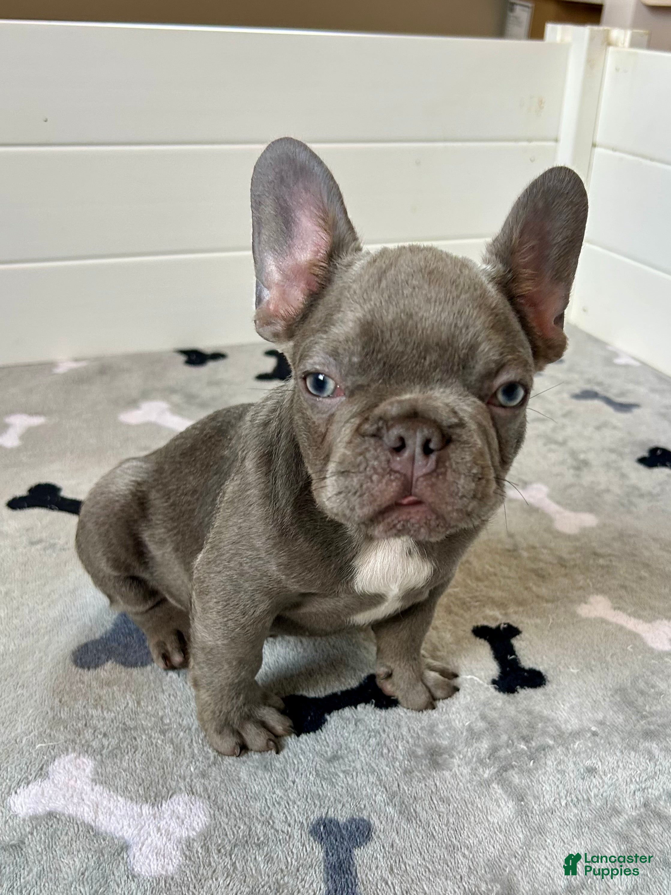 French Bulldog dogs Hershey - Ad 2