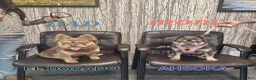 French Bulldog dogs for sale: French Bulldog 1 - Ad 4
