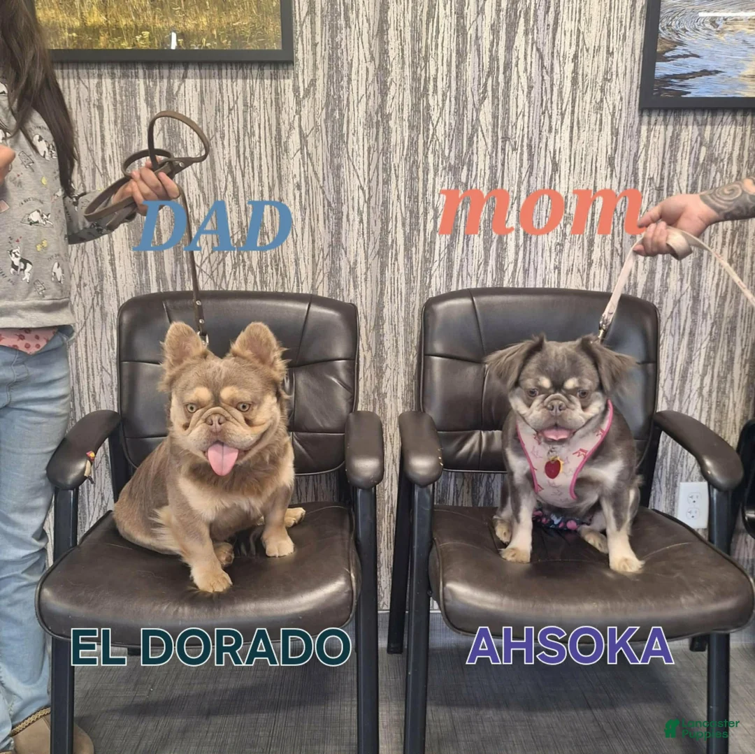 French Bulldog dogs for sale: French Bulldog 1 - Ad 4