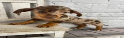 Miniature Dachshund dogs for sale: Layla - Ad 3