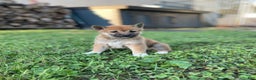 Shiba Inu dogs for sale: Amerika - Ad 10