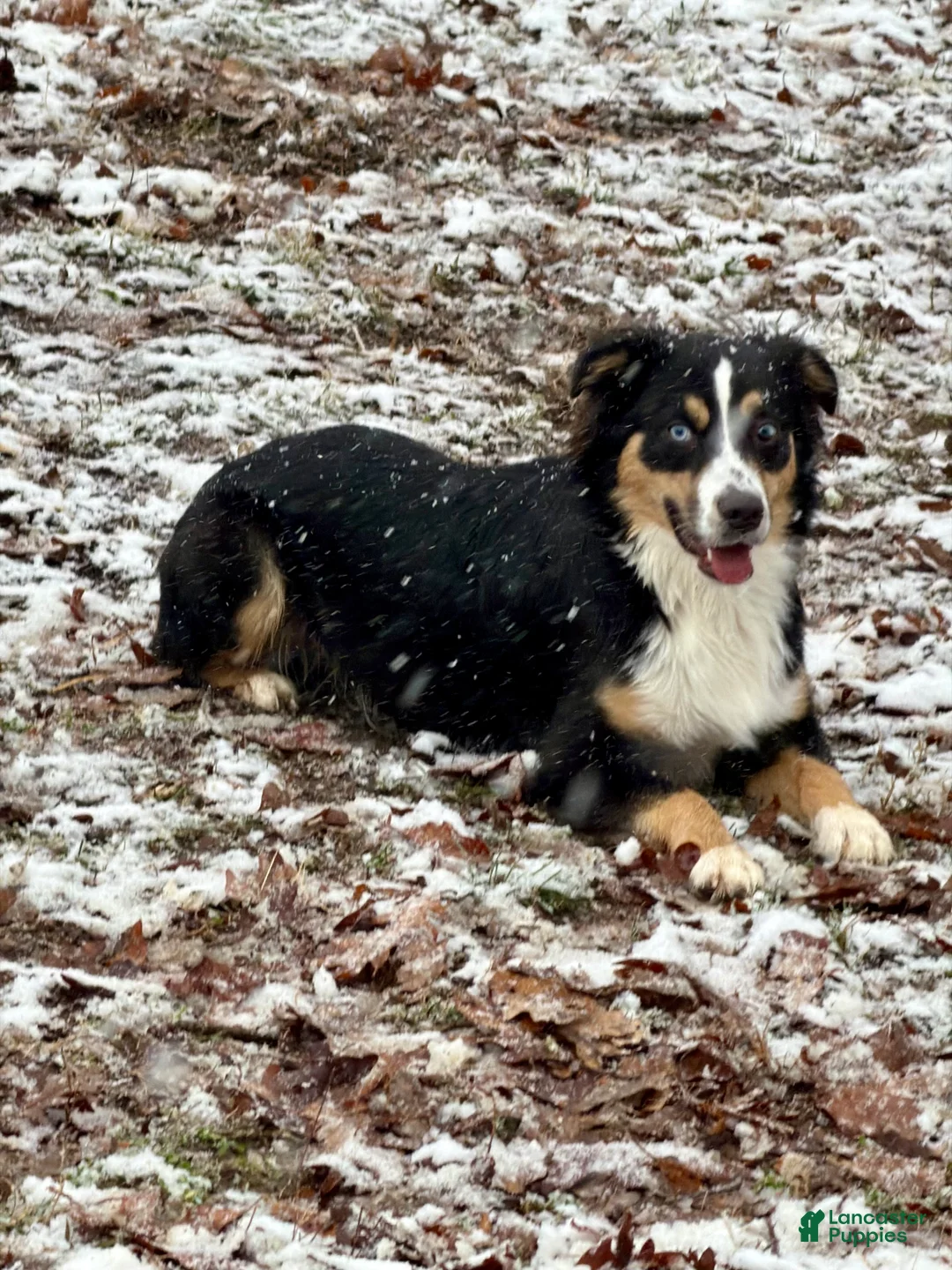 Miniature Australian Shepherd dogs for sale: John - Ad 13