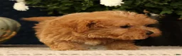 Havapoo dogs for sale: Keith - Ad 8