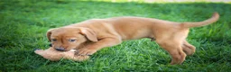 Labrador Retriever dogs for sale: NOAH - Ad 4