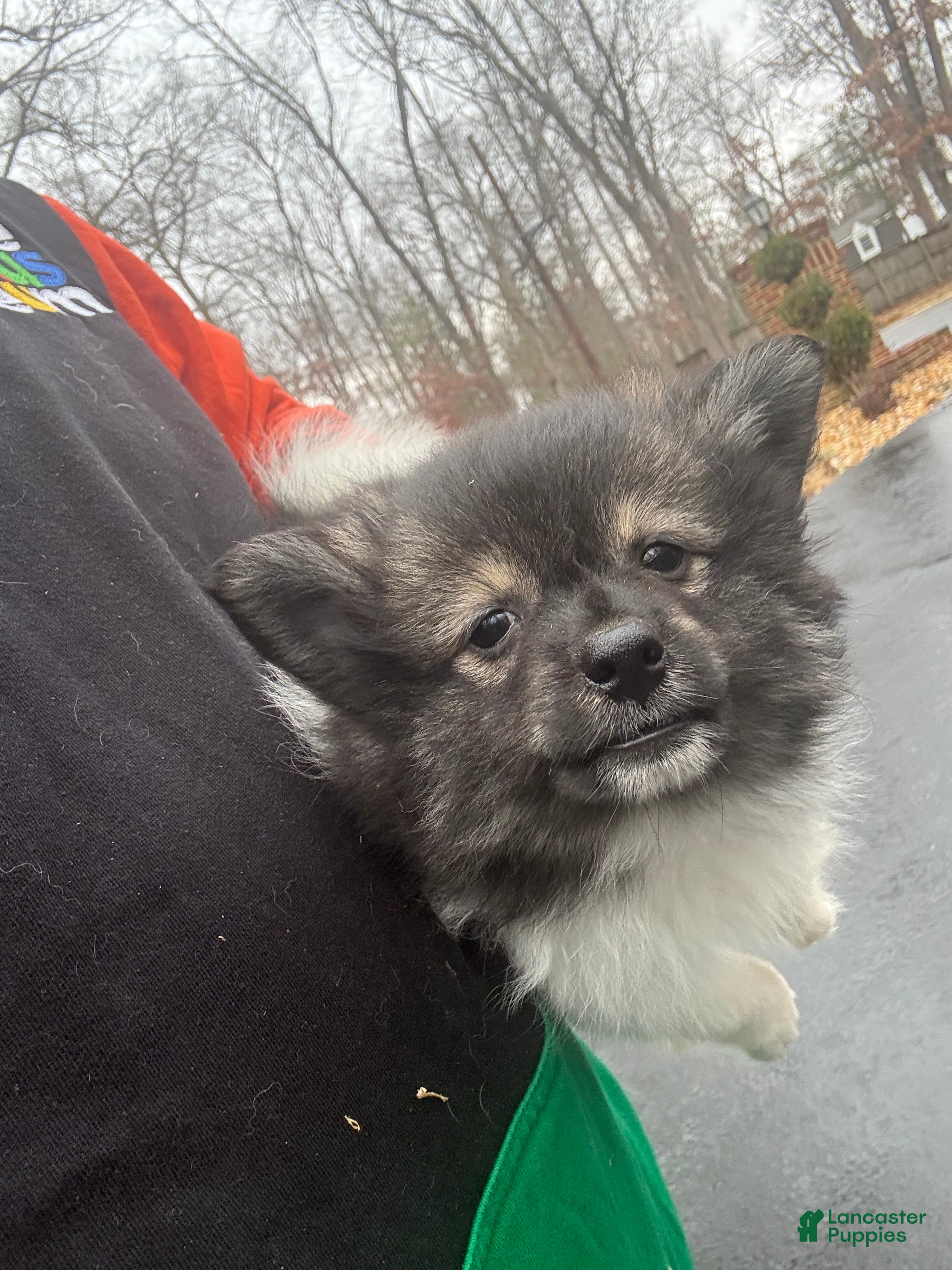 Pomeranian dogs Pomeranian Puppy 1 - Ad 3