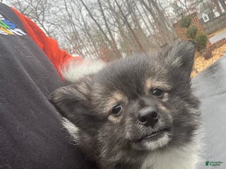 Pomeranian dogs Pomeranian Puppy 1 - Ad 27