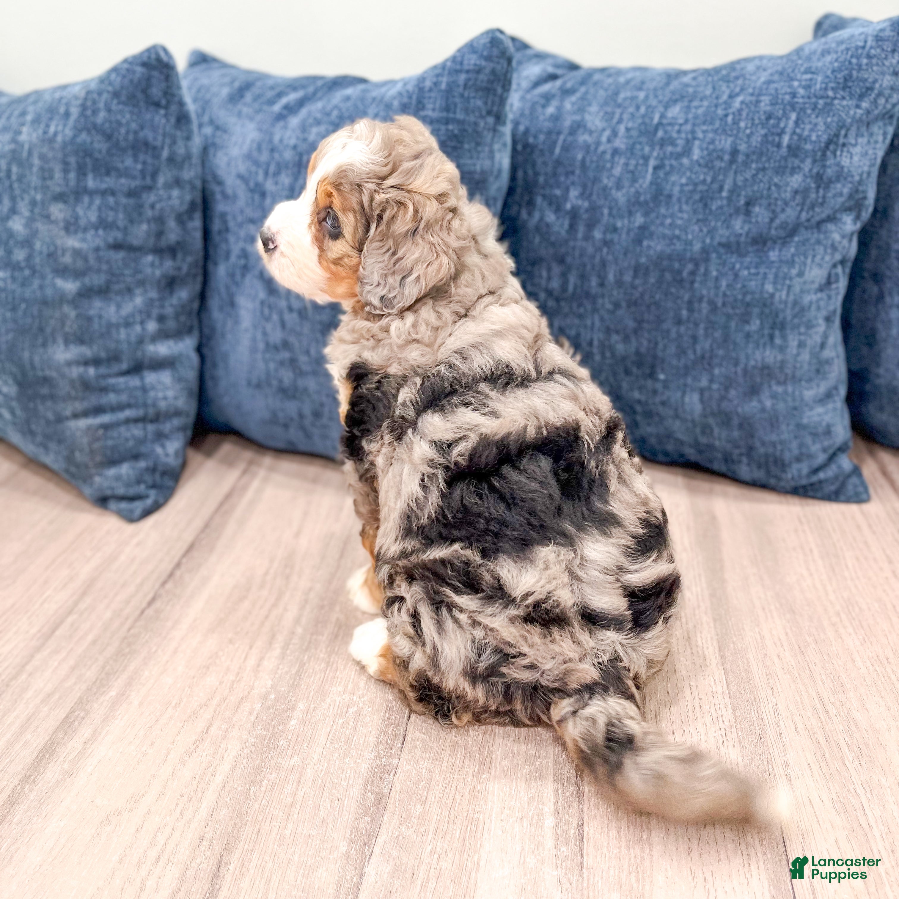 Mini Bernedoodle dogs for sale: Isabella - Ad 5