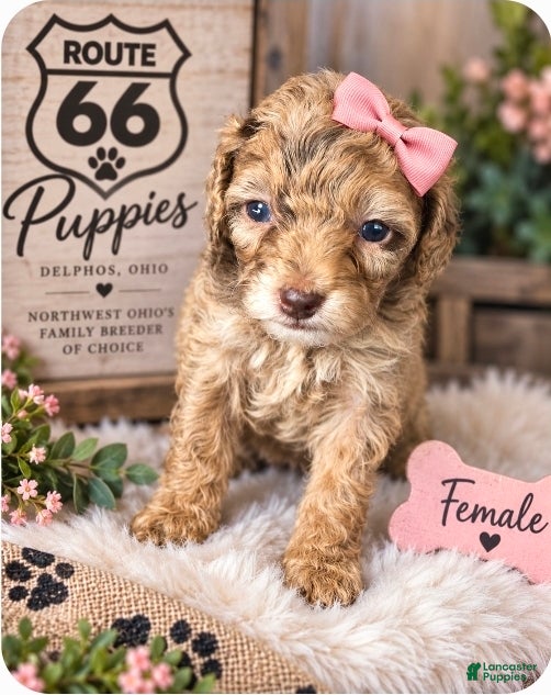 Miniature Poodle dogs Miniature Poodle 5 - Ad 1