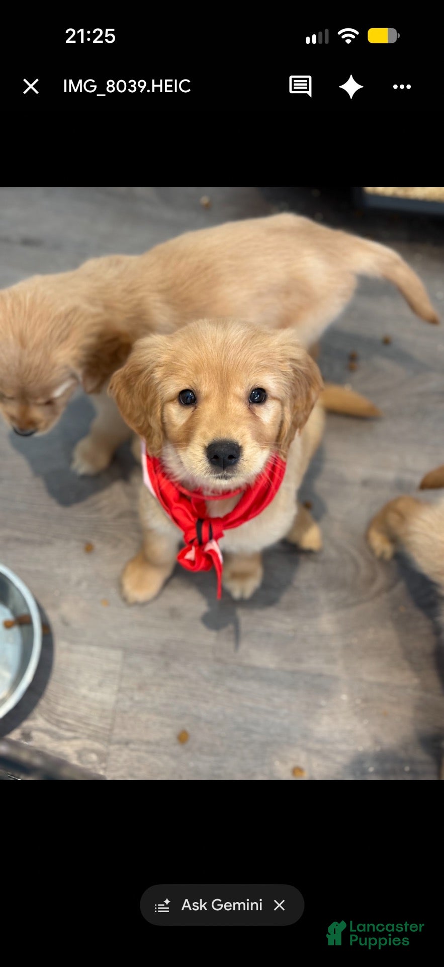 Golden Retriever dogs for sale: Red Collar - Ad 1