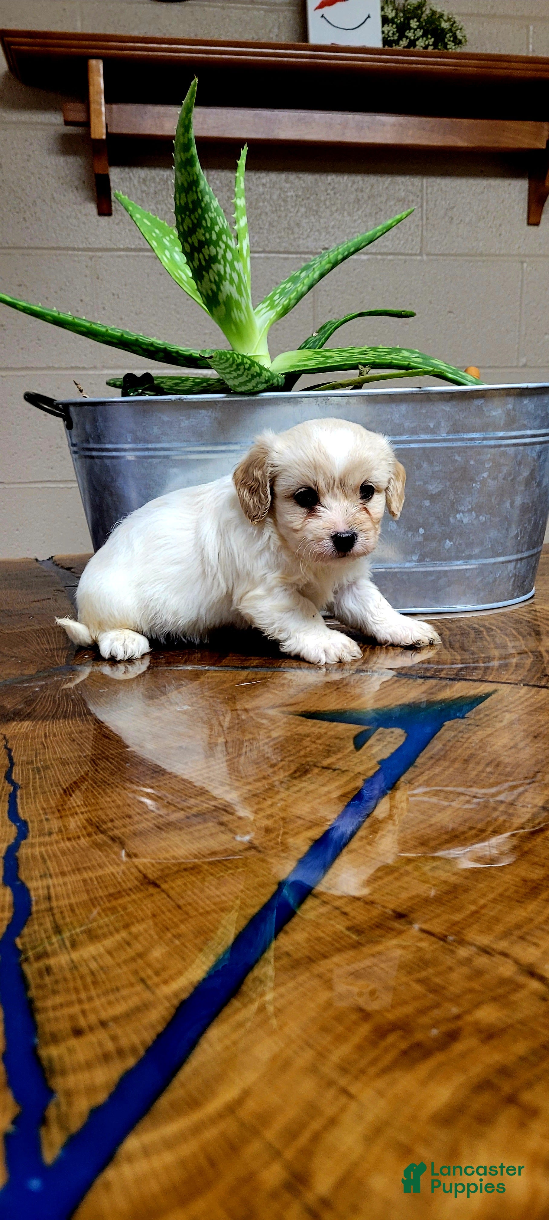 Cavachon dogs Chloe - Ad 29