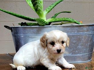 Cavachon dogs Chloe - Ad 30