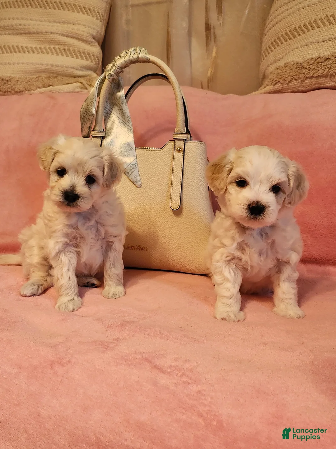 Maltipoo dogs for sale: Maltipoo 2 - Ad 2