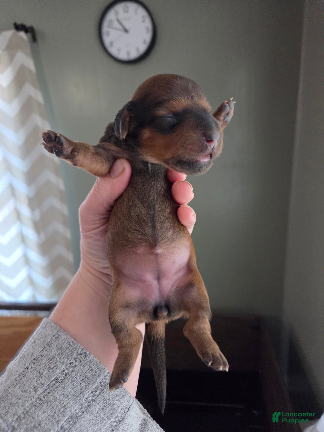 Miniature Dachshund dogs for sale: Rye - Ad 4