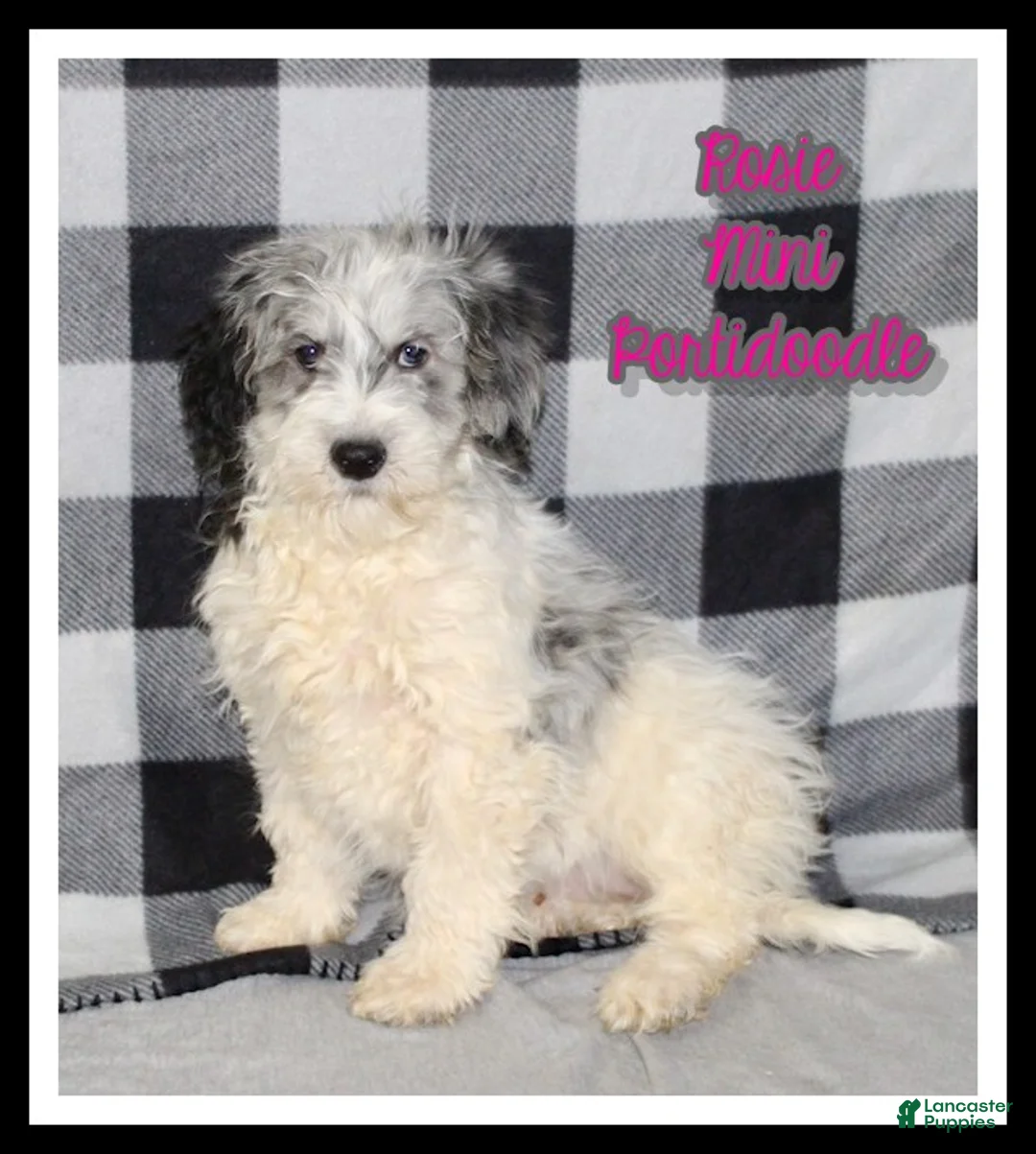 Mixed Breed dogs for sale: Rosie - Ad 1