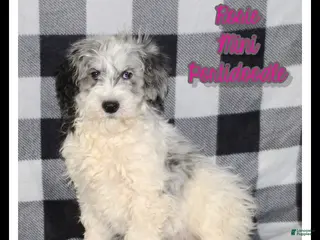 Mixed Breed dogs Rosie - Ad 10