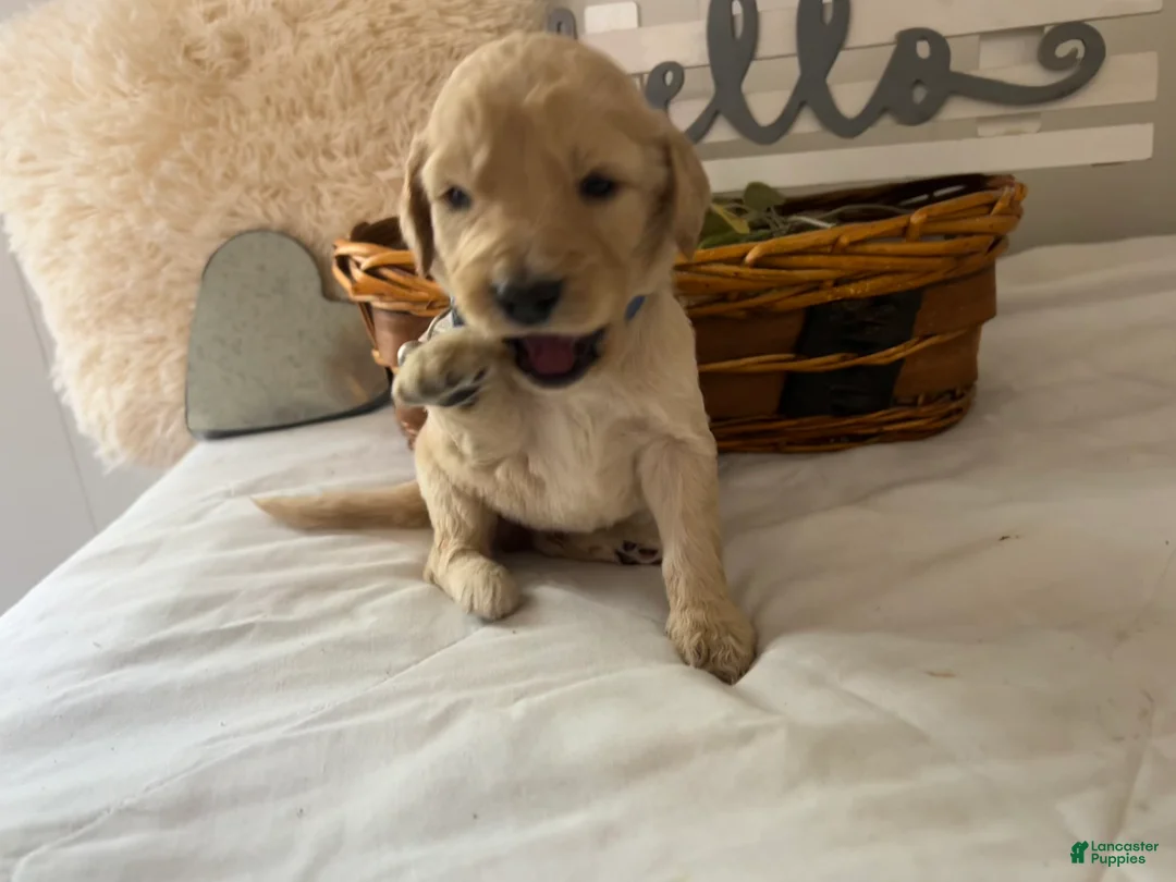 Goldendoodle dogs for sale: Goldendoodle Puppy 5 - Ad 2