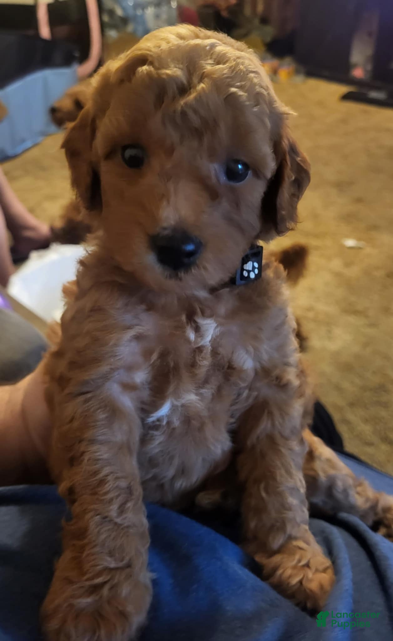 Mini Goldendoodle dogs buddy - Ad 2