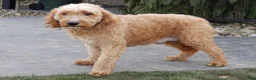 Mini Goldendoodle dogs for sale: Penny (medium) - Ad 8
