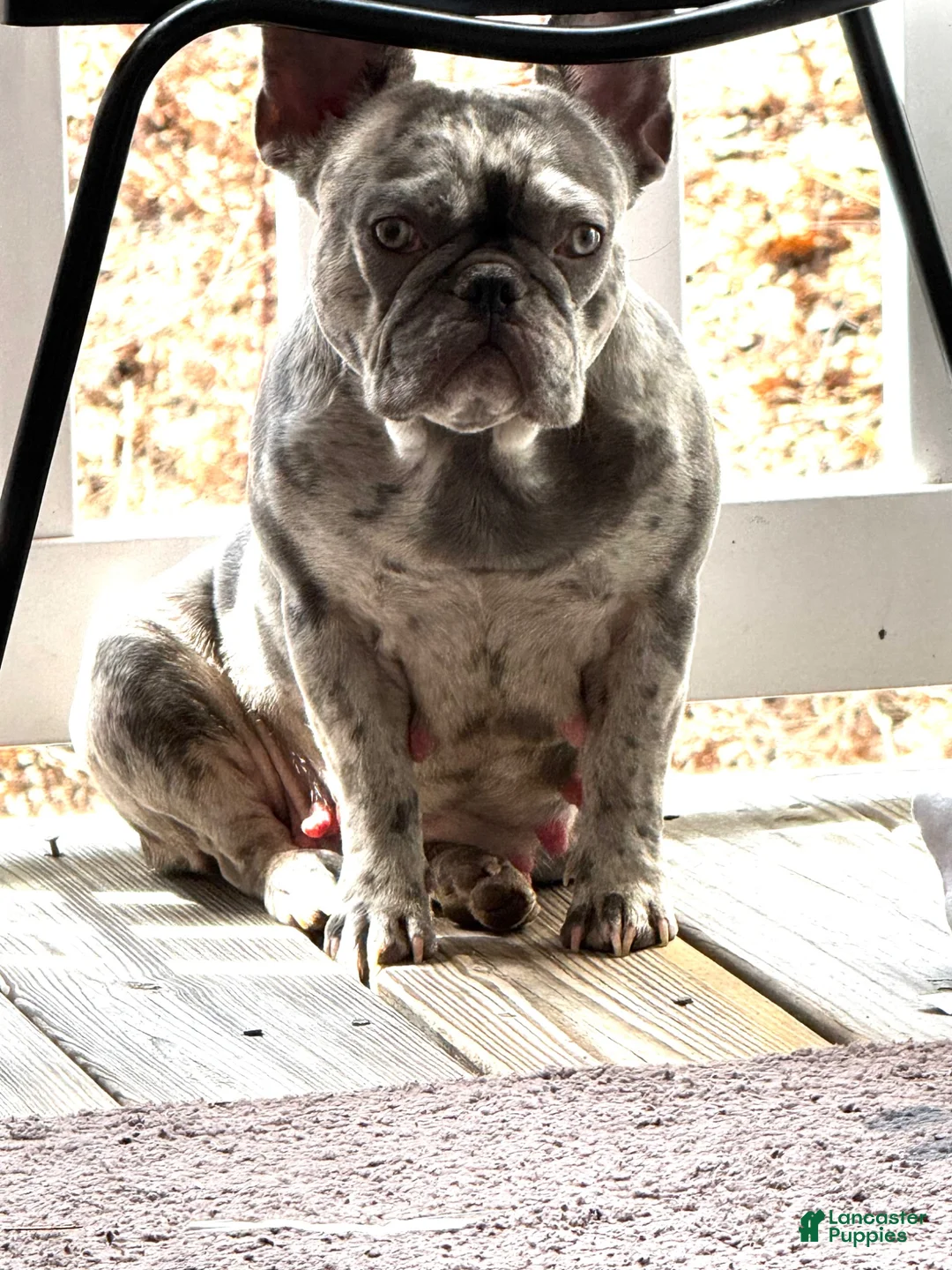 French Bulldog dogs for sale: French Bulldog 2 - Ad 2