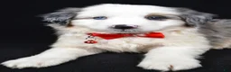 Mini Aussiedoodle dogs for sale: Wiggles - Ad 5
