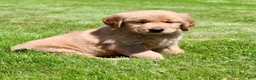 Golden Retriever dogs for sale: Ollie - Ad 5