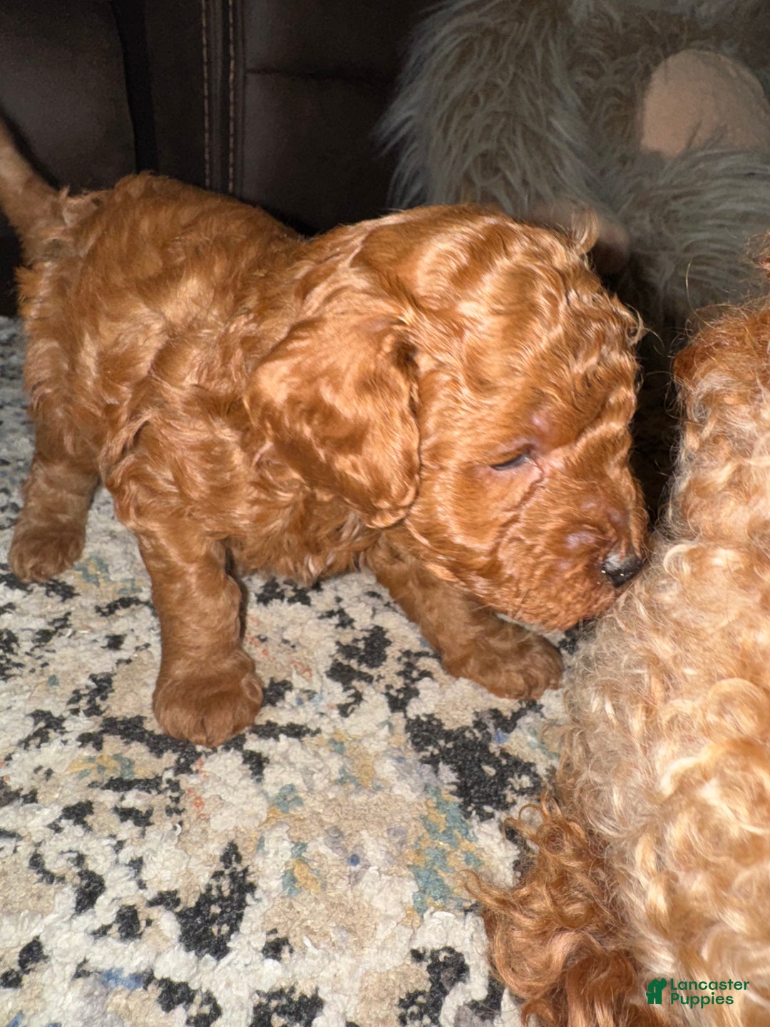 Miniature Poodle dogs for sale: Miniature Poodle Theo - Ad 4