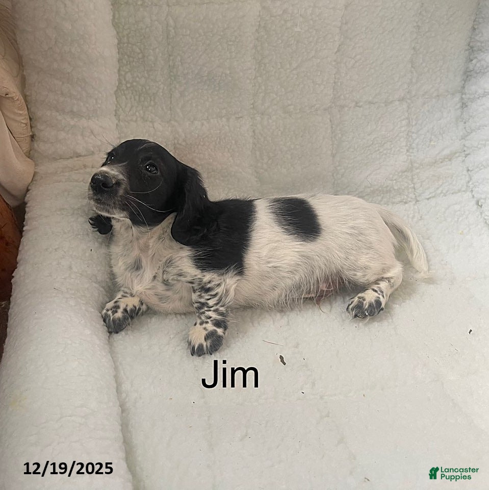 Dachshund dogs Jim - Ad 10