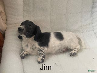 Dachshund dogs Jim - Ad 31