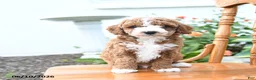 Mini Goldendoodle dogs for sale: Echo - Ad 3