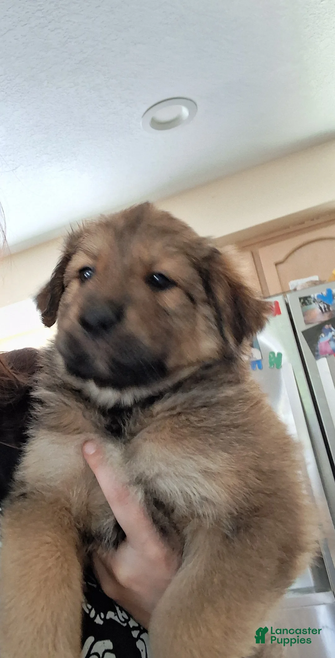 Mixed Breed dogs for sale: Mixed Breed 2 - Ad 1