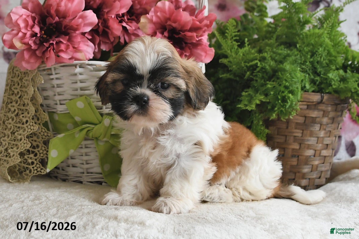 Shih Tzu dogs Rosey - Ad 1