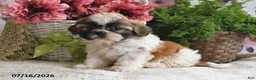 Shih Tzu dogs for sale: Rosey - Ad 1