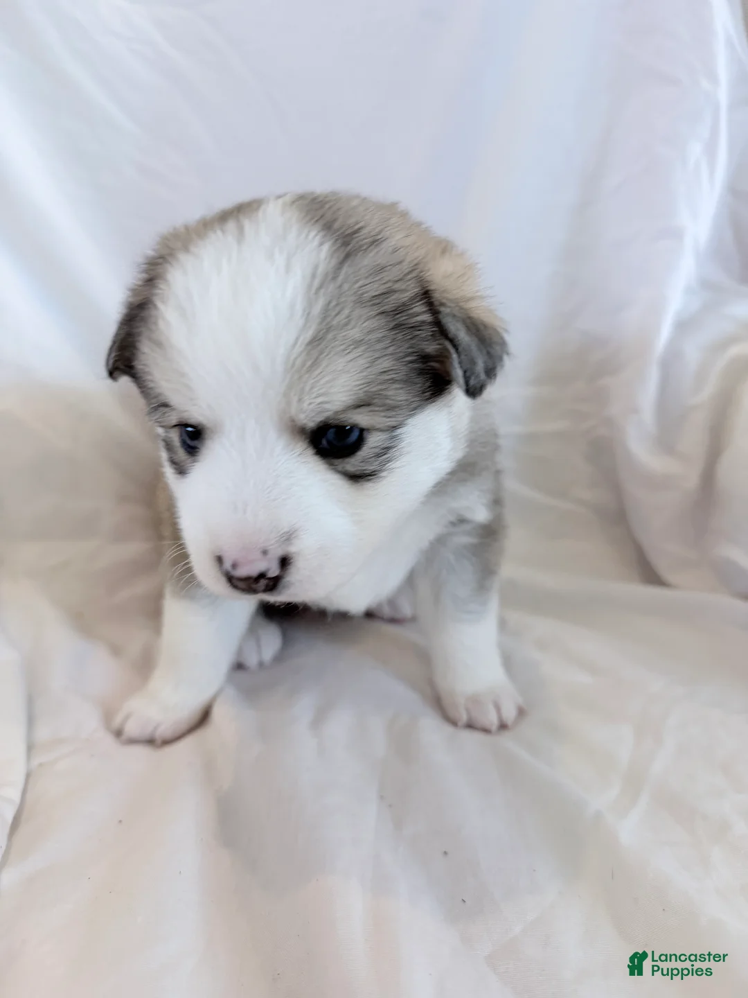 Pomsky dogs for sale: Hana - Ad 5