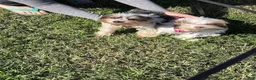 Yorkshire Terrier dogs for sale: Yorkshire Terrier Puppy 3 - Ad 4