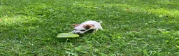 Chihuahua dogs for sale: Willow - Ad 7