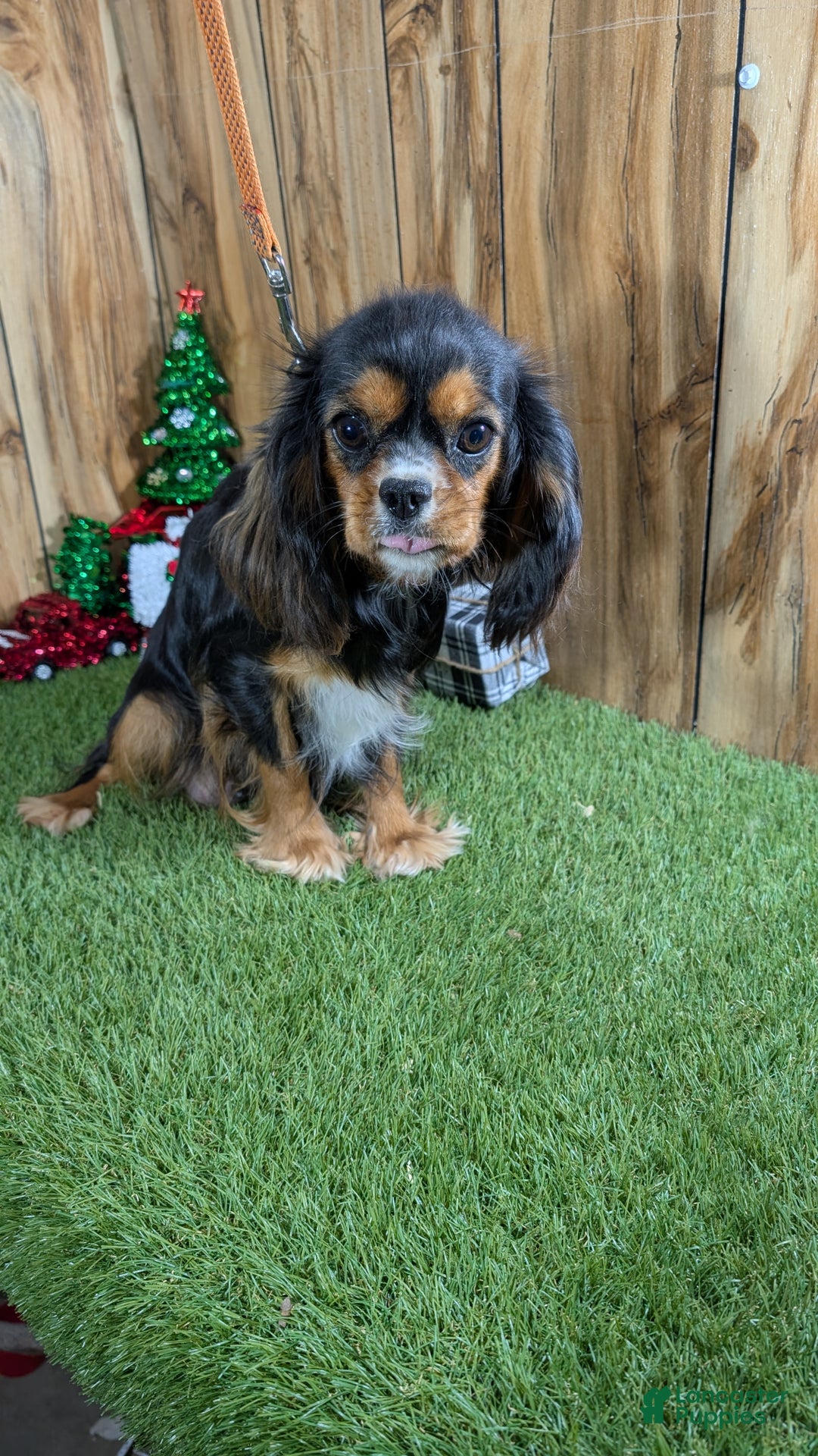 Cavalier King Charles Spaniel dogs for sale: Cavalier King Charles Spaniel Puppy 3 - Ad 7