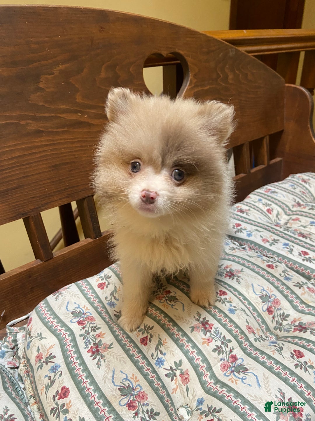 Pomeranian dogs for sale: Pomeranian Puppy 1 - Ad 3