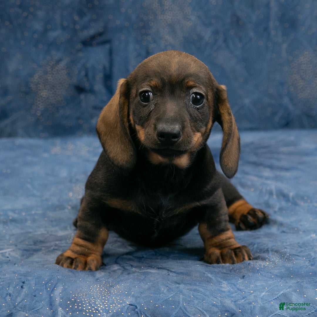Miniature Dachshund dogs for sale: Darlene - Ad 4
