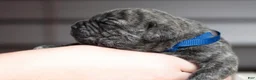 Cane Corso dogs for sale: Black Velvet Abyss Smokey Phantom - Ad 1